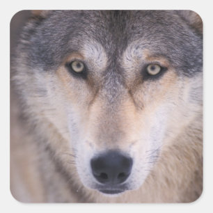Sticker Carré loup gris, Canis lupus, gros plan des yeux