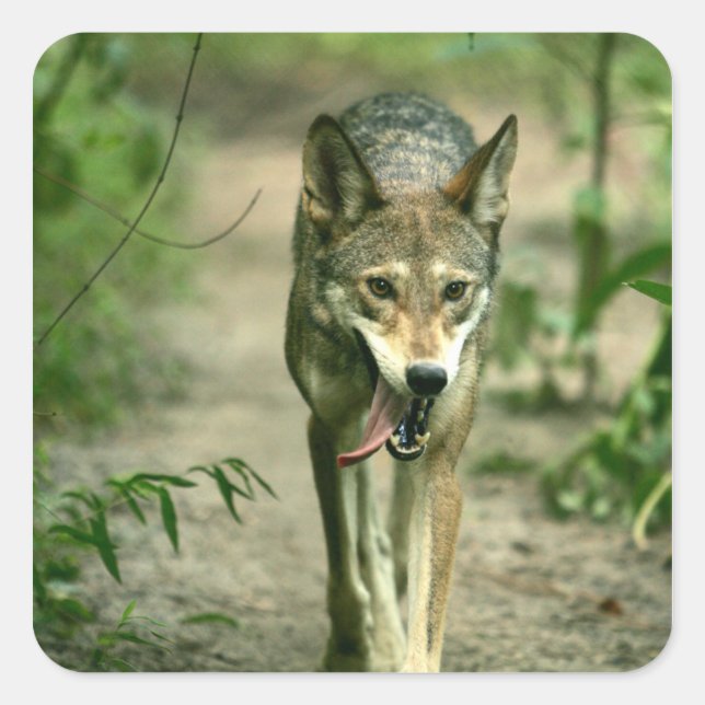 Sticker Carré Loup-rouge à houle nord-américain (Devant)