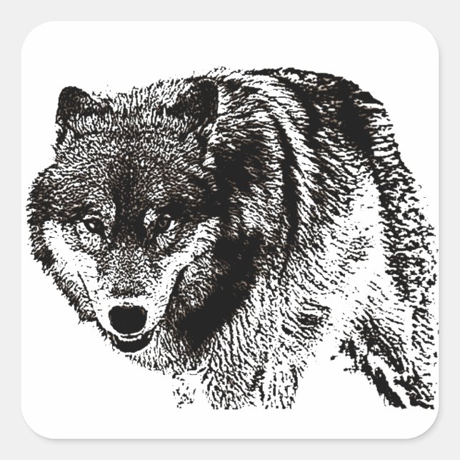 Sticker Carré Loup sauvage (Devant)