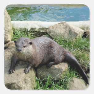 Sticker Carré Loutre réfléchie