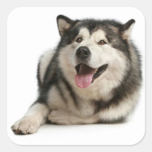 Sticker Carré Love Alaskan Malamute Chien Chien Chien Chien Stic