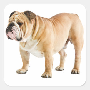 Sticker Carré Love Anglais Bulldog Chien Chien Chien Chien Canin