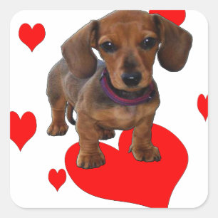 Sticker Carré Love (Coeurs) Dachsies - Dachshund