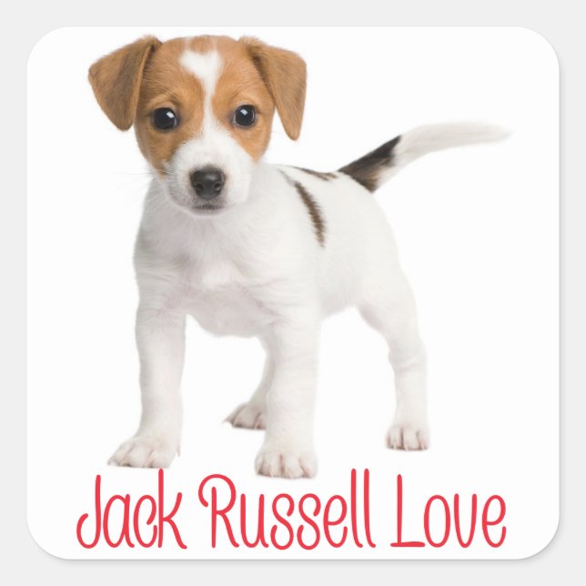 Sticker Carré Love Jack Russell Terrier Chien chiot (Devant)
