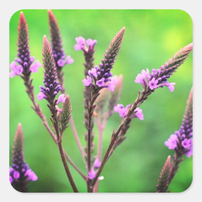 Sticker Carré Lovely Vervain Fleur sauvage Floral (Devant)