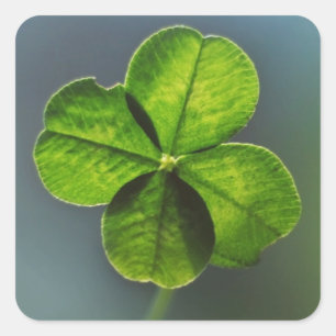 Sticker Carré Lucky Green Clover