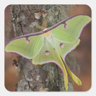 Sticker Carré Luna Moth en soie