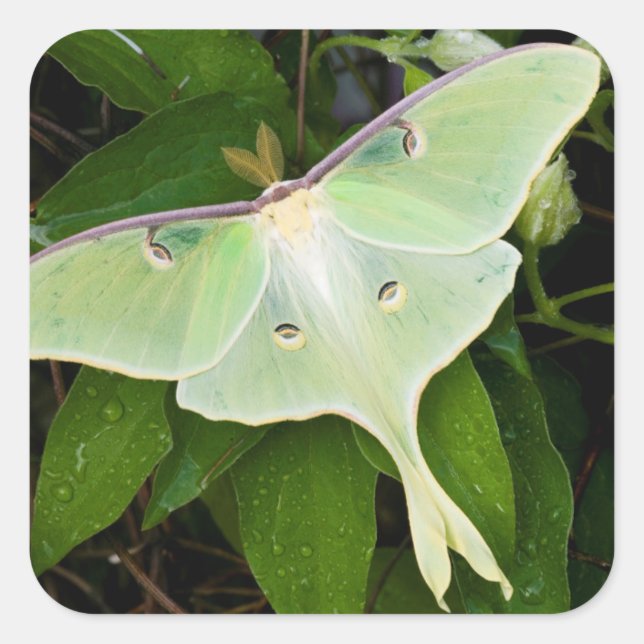 Sticker Carré Luna Moth on Carnaby Clematis (Devant)