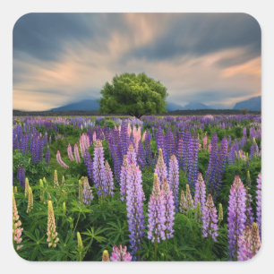 Sticker Carré Lupin Field en Nouvelle-Zélande