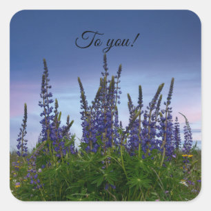 Sticker Carré Lupins