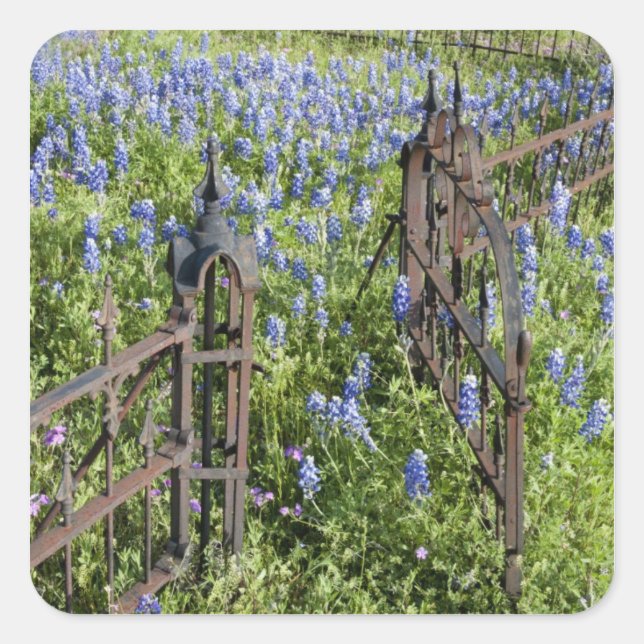 Sticker Carré Lupins bleus et phlox entourant la grille du cimet (Devant)