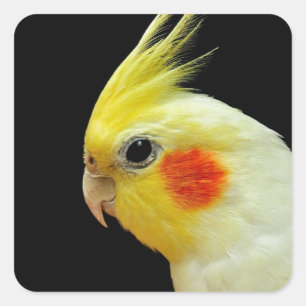Sticker Carré Lutino Cockatiel