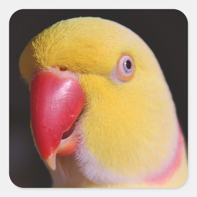 Sticker Carré Lutino Indian Ringneck Parakeet Beak (Devant)