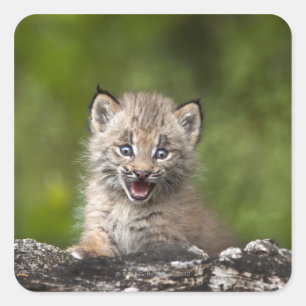 Sticker Carré Lynx Bébé (Lynx Canadensis) Surplombant Un