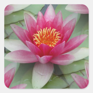 Sticker Carré Lys d'eau de Lotus rose