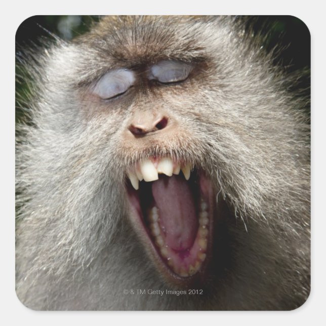 Sticker Carré Macaques à queue longue (Macaca fascicularis) (Devant)