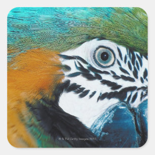 Sticker Carré Macaw bleu et jaune
