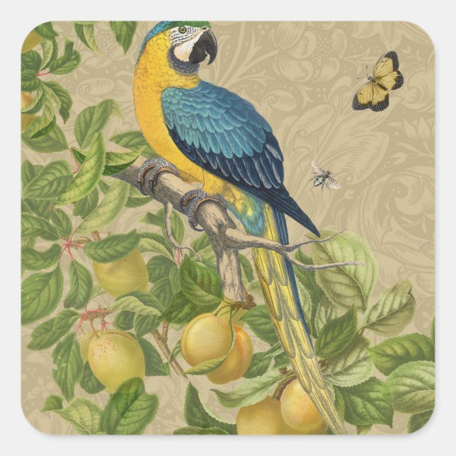 Sticker Carré Macaw Blue Jaune Tropical Jungle Antique (Devant)
