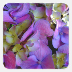 Sticker Carré Magenta Purple bleu jaune Hydrangeas fleurs