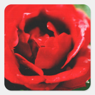 Sticker Carré Magnifique rose rouge avec gouttes de rosée matina