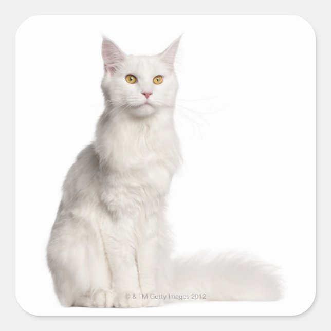 Sticker Carré Maine Coon (8 mois) assis (Devant)