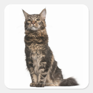 Sticker Carré Maine Coon (8 months old)