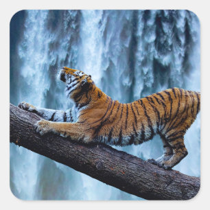 Sticker Carré Majestic Tiger se détendre à une belle cascade