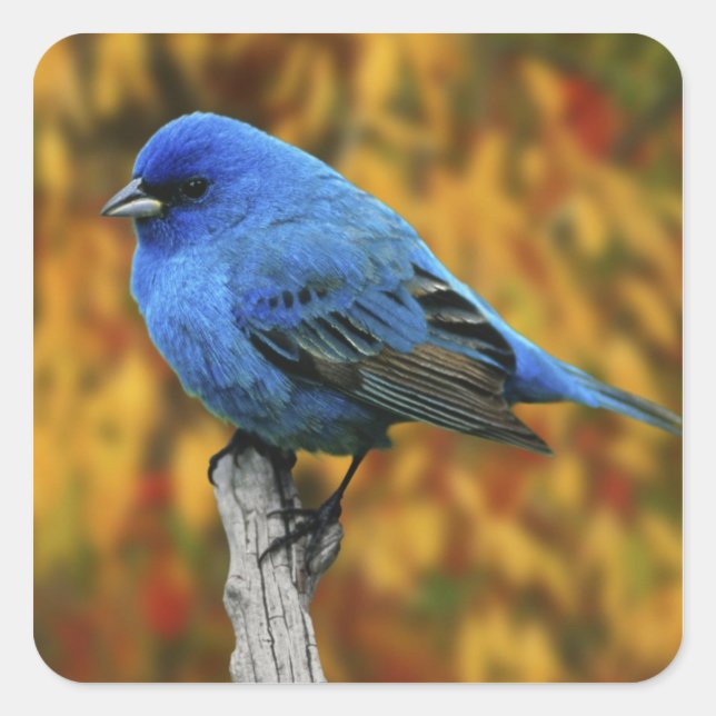 Sticker Carré Male Indigo Bunting, Passerina cyanea (Devant)
