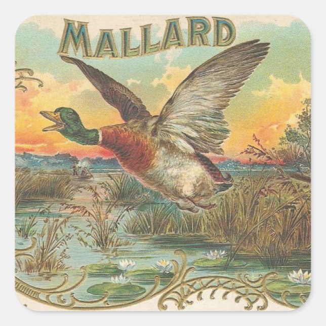 Sticker Carré Mallard (Devant)
