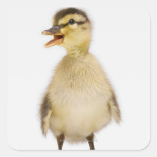 Sticker Carré Mallard duckling