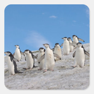 Sticker Carré Manchots à collier Pygoscelis Antarctica