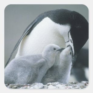 Sticker Carré Manchots à Collier, Pygoscelis antarctica),