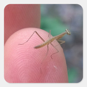 Sticker Carré Mantis de prière pour bébé sur doigt