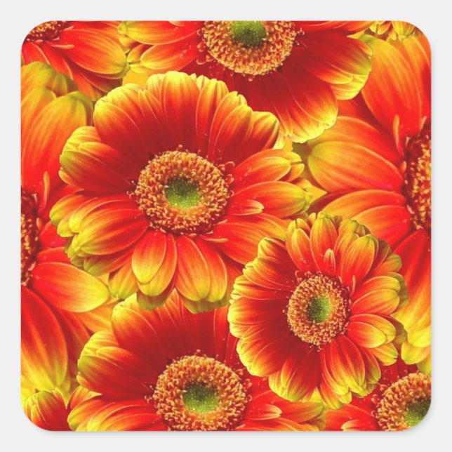 Sticker Carré Marguerites de Gerbera jaune et orange (Devant)