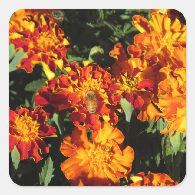 Sticker Carré Marigolds avec une abeille (Devant)