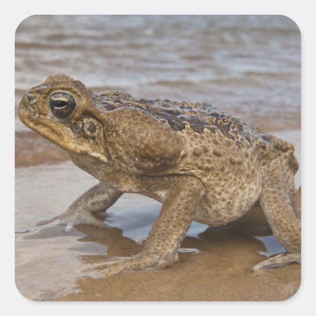 Sticker Carré Marina de Cane Toad Rhinella, anciennement Bufo (Devant)