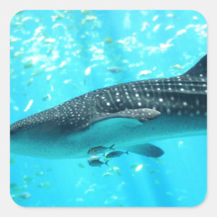 Sticker Carré Marine Eau Chic Cool élégant Baleine Bleue Requin