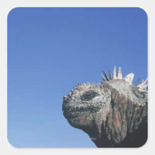 Sticker Carré Marine Iguana