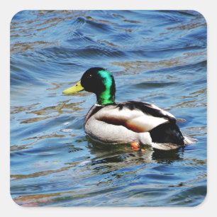 Sticker Carré Marllad