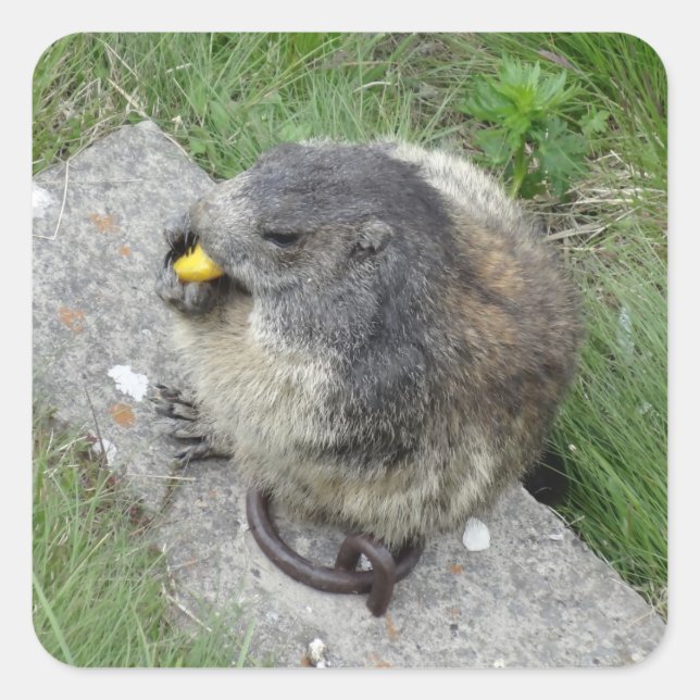 Sticker Carré Marmotte (Devant)