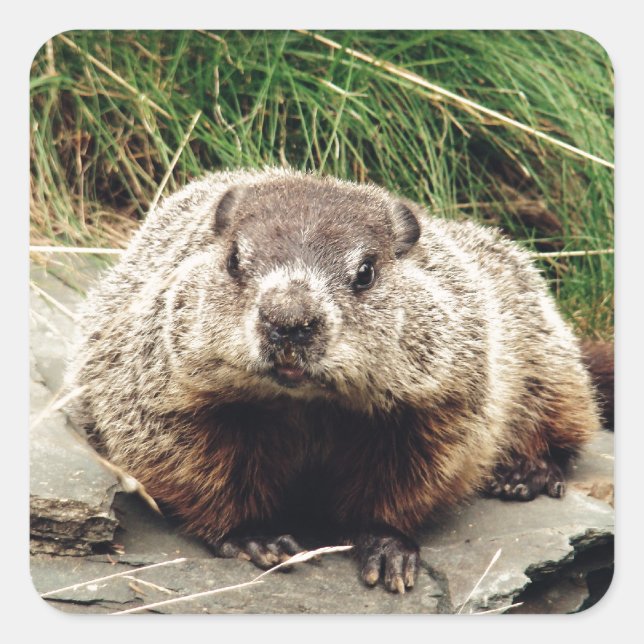 Sticker Carré Marmotte (Devant)