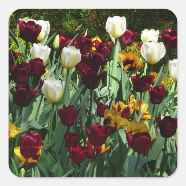 Sticker Carré Maroon et Tulipes Jaunes Florales colorées (Devant)