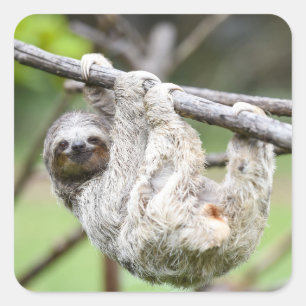 Sticker Carré Marqueurs de Sloth