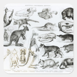 Sticker Carré Marsupialia, Monetremata, Edentata
