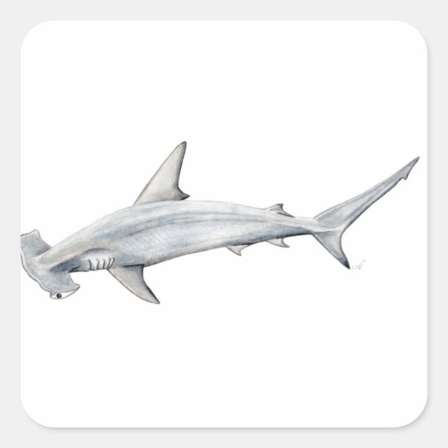 Sticker Carré Martillo de Tiburon - requin-tête marteau (Devant)