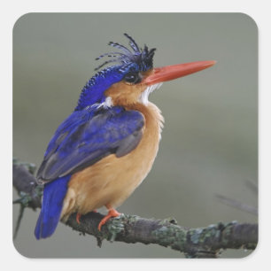 Sticker Carré Martin-pêcheur à tête bleue, Alcedo cristata, Lac