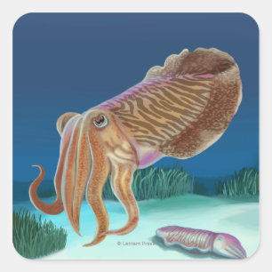 Sticker Carré MassachusettsScène de seiche