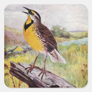 Sticker Carré Meadowlark sur une branche