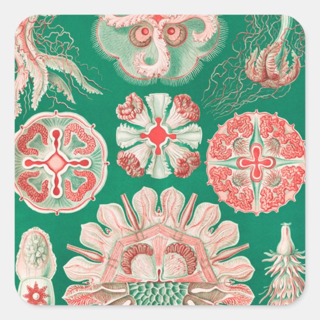 Sticker Carré Méduse, Discomedusae par Ernst Haeckel (Devant)