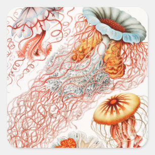 Sticker Carré Méduses, Discomedusae par Ernst Haeckel